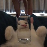 麦兜响当当