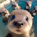 脆薯饼蘸酱