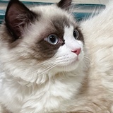 小小小肖