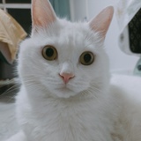 圆圆圆一