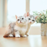 大大脸猫爱吃鱼