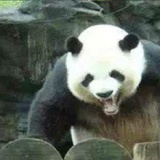 艾力扎提的熊猫
