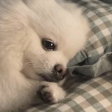 还是吃点好的吧