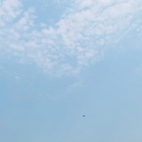 养猫中