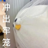   茳枍