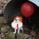 doggydog