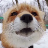 忘记鳄鱼