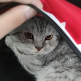 Meesi
