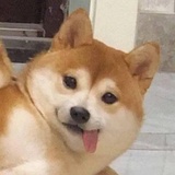 盖盖！