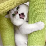 。君