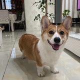 小言言z