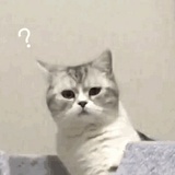 喵喵喵～