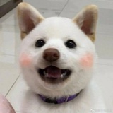 费渡是我枕边猫