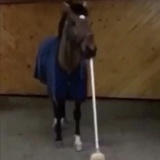 Lasso