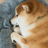 四月橘子冰