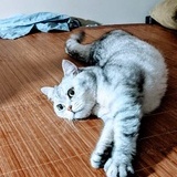麦格马