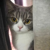 猛虎跳水