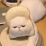 星河圆滚滚