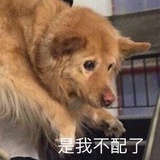 悲伤卡比