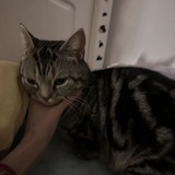 讨厌猪脚饭