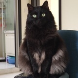 皮卡是只猫