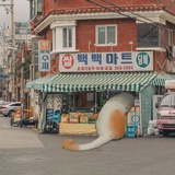 萌萌躲起来