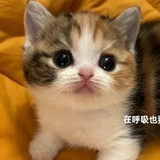 君君