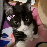 万泉梅温缇