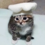 厨师猫