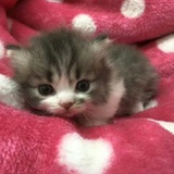 混世魔王山楂球