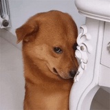 单纯想留