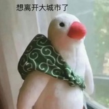 栀茶