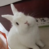 哈哈哈嘻嘻