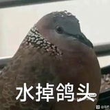 过于giao！