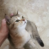 小小小号