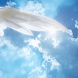 一只不喜欢鱼的猫