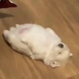 aka心碎小狗