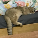 你喜欢打朝朝吗