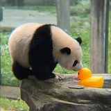 大佬爱