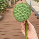 默默Z