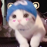 柒枫糖