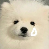 悲伤小狗