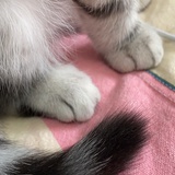 喵喵喵