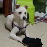 杨多多