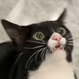 哄哄