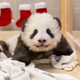 其实是熊