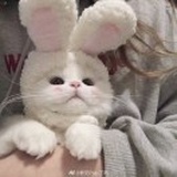 猫猫兔