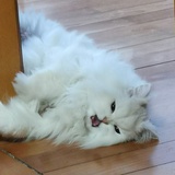 Mooncat🐱