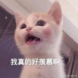 小猫没有坏心思