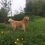 一条大鱼